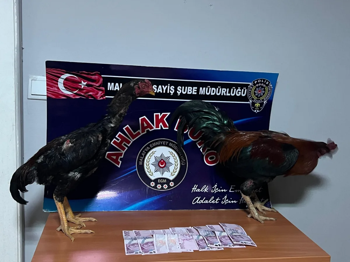 Malatya’da Horoz Dövüştürenlere Ağır Ceza
