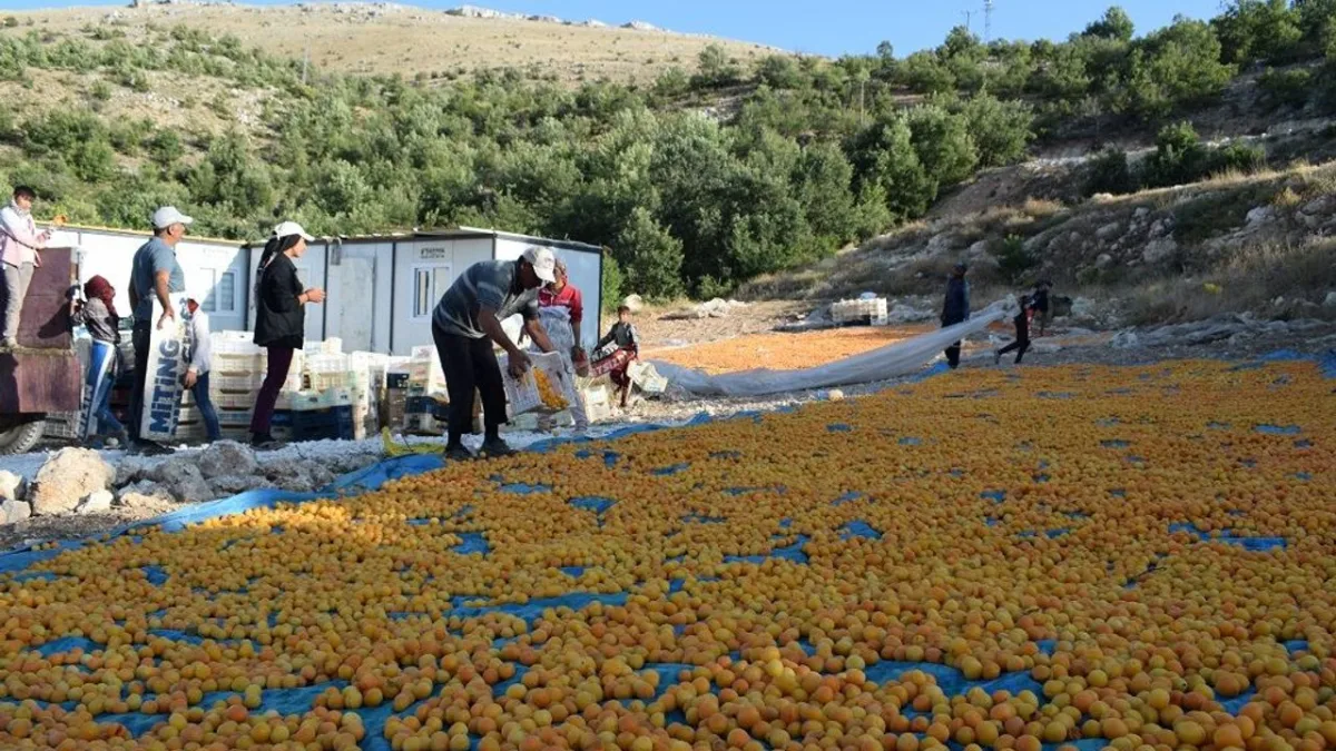 Mevsimlik Tarım İşçilerinin Yaşam Koşullarına Yönelik Yeni Adımlar.